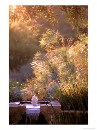 Fountain, Rancho La Puerta, Baja, Mexico by Nik Wheeler Pricing Limited Edition Print image