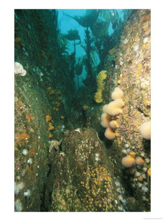 Rocky Reef Scene With Rocky Reef Community, County Kerry, Ireland by Paul Kay Pricing Limited Edition Print image