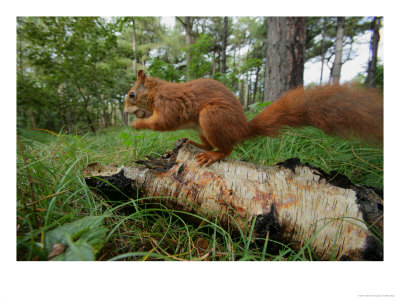 Red Squirrel, Eating, Lancashire, Uk by Elliott Neep Pricing Limited Edition Print image