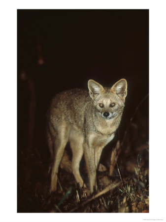 Hoary Fox In Typical Cerrado Habitat, Brazil by Mark Jones Pricing Limited Edition Print image