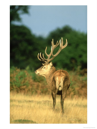 Red Deer, Cervus Elaphus Stag On Edge Of Woodland Autumn Uk by Mark Hamblin Pricing Limited Edition Print image