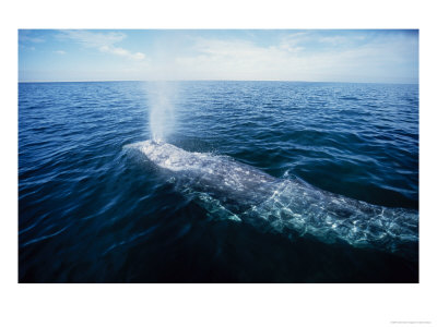 Grey Whale, Blowing, Magdelena Bay by Gerard Soury Pricing Limited Edition Print image