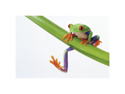 Red Eyed Tree Frog by Vikki Hart Pricing Limited Edition Print image