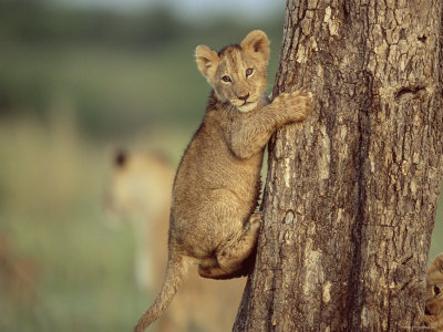 Young African Lion Cub Climbing Tree, Masai Mara, Kenya by Anup Shah Pricing Limited Edition Print image