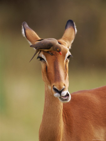 Impala With Oxpecker Bird Hunting For Insects, Masai Mara Nature Reserve, Kenya, East Africa by Anup Shah Pricing Limited Edition Print image