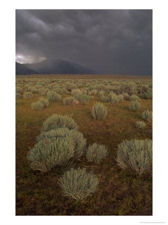 Thunderstrom And Sage Near Bishop, California by Phil Schermeister Pricing Limited Edition Print image