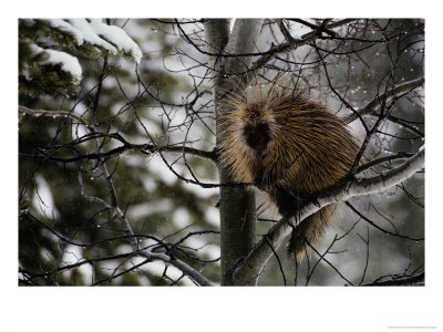 Porcupine Sits High On A Tree Branch In The Winter by Michael S. Quinton Pricing Limited Edition Print image