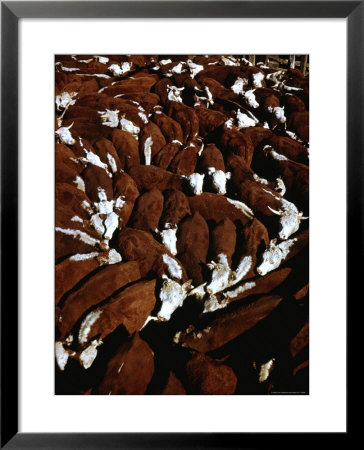 Close Up View Of Cattle Drive At Trinchera Ranch by Loomis Dean Pricing Limited Edition Print image