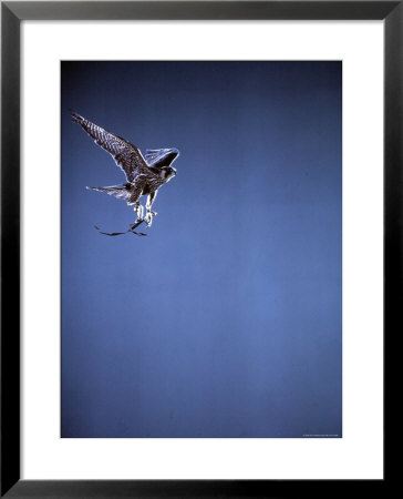 Falcon In Flight by Gjon Mili Pricing Limited Edition Print image