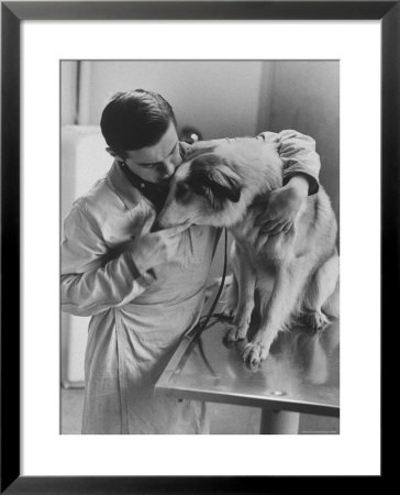 Assistant Caring For A Dog At The Humane Society by Paul Schutzer Pricing Limited Edition Print image