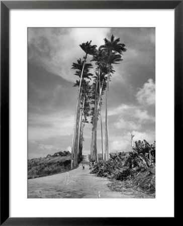 Towering Palm Trees Line Dirt Road As They Dwarf A Native Family Traveling On Foot by Eliot Elisofon Pricing Limited Edition Print image