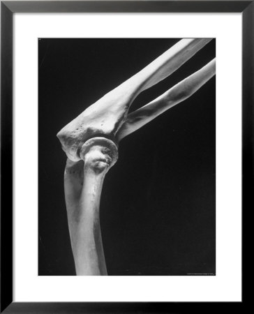 Skeletal Structures Of An Elbow, Showing Joint by Andreas Feininger Pricing Limited Edition Print image