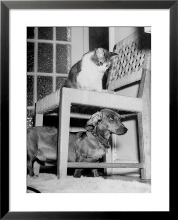 Rudy The Dachshund And Trudy The Cat Engaged In Hide And Seek Or Pounce On The Dog by Frank Scherschel Pricing Limited Edition Print image