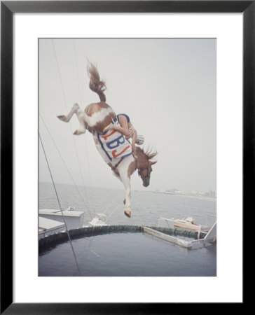 Horse With Lbj Banner Diving Into The Water At Atlantic City by Art Rickerby Pricing Limited Edition Print image
