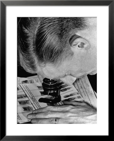 Police Investigator Examining A Set Of Fingerprints by Carl Mydans Pricing Limited Edition Print image