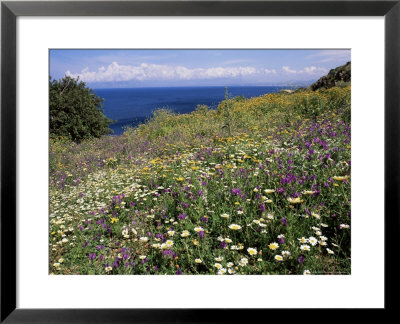 April Spring Flowers, Zingaro Nature Reserve, Northwest Area, Island Of Sicily, Italy by Richard Ashworth Pricing Limited Edition Print image