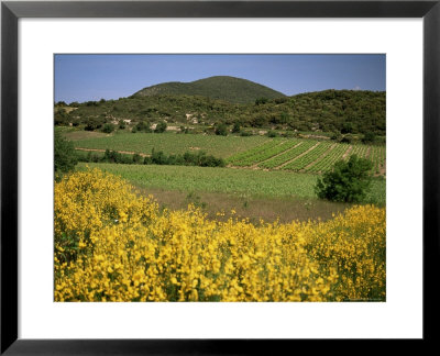 Vineyards Near Moureze, Herault, Languedoc-Roussillon, France by Michael Busselle Pricing Limited Edition Print image