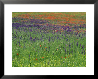 Spring Meadow, Near Ciudad Real, Castile La Mancha, Spain by Michael Busselle Pricing Limited Edition Print image