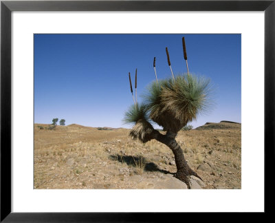 Yakka Plant, Flinders Range, South Australia, Australia by Neale Clarke Pricing Limited Edition Print image