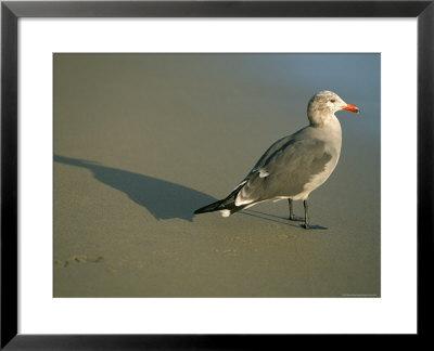Sea Gull On Beach, Santa Barbara, California, Usa by Marco Simoni Pricing Limited Edition Print image