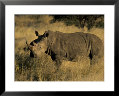 White Rhinoceros, Ceratotherium Simum, Namibia, Africa by Thorsten Milse Pricing Limited Edition Print image