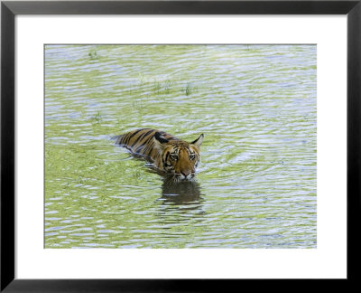 Indian Tiger, Bandhavgarh National Park, Madhya Pradesh State, India by Thorsten Milse Pricing Limited Edition Print image