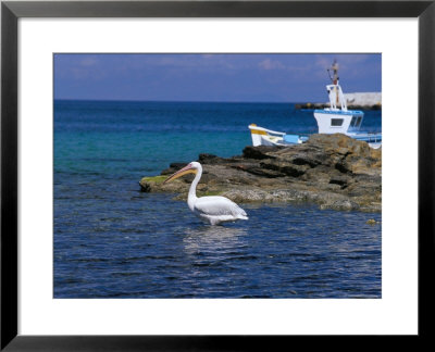Pelican In Mykonos Harbour, Mykonos, Cyclades Islands, Greece, Mediterranean by Marco Simoni Pricing Limited Edition Print image