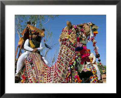 Camels Adorned With Colourful Tassels And Bridles, Bikaner Desert Festival, Rajasthan State, India by Marco Simoni Pricing Limited Edition Print image