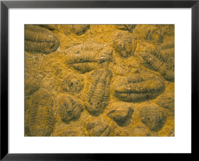 Trilobites (Platypectoides), Fossils From The Ordovician, Dades Valley, Morocco by Tony Waltham Pricing Limited Edition Print image