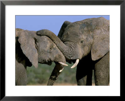 Two African Elephants (Loxodonta Africana), Greater Addo National Park, South Africa, Africa by Steve & Ann Toon Pricing Limited Edition Print image