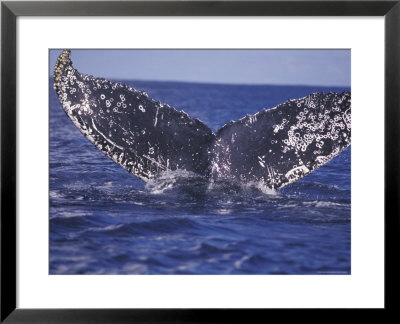 Barnacle-Encrusted Whale Tail by Amos Nachoum Pricing Limited Edition Print image