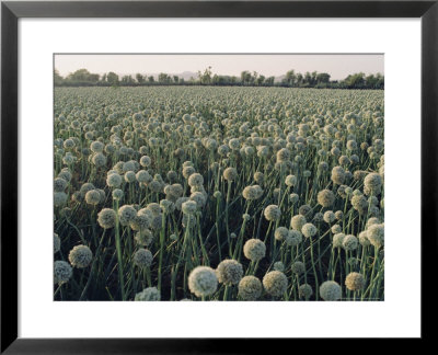 Onion Fields In Gujarat State, India, Asia by John Henry Claude Wilson Pricing Limited Edition Print image