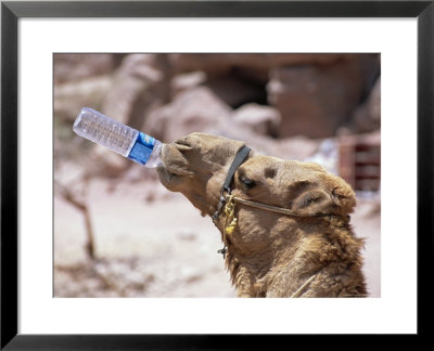 Camel Drinking, Jordan, Petra by Neale Clarke Pricing Limited Edition Print image