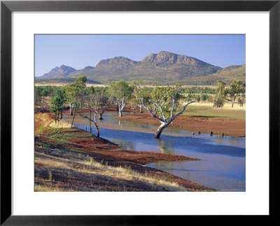 Gum Trees In A Billabong, Flinders Range National Park, South Australia, Australia by Robert Francis Pricing Limited Edition Print image