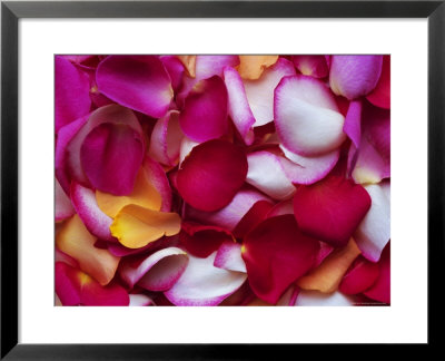 Rose Petals by David Tipling Pricing Limited Edition Print image