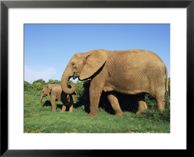 African Elephant, Loxodonta Africana, With Calf, Addo National Park, South Africa, Africa by Ann & Steve Toon Pricing Limited Edition Print image