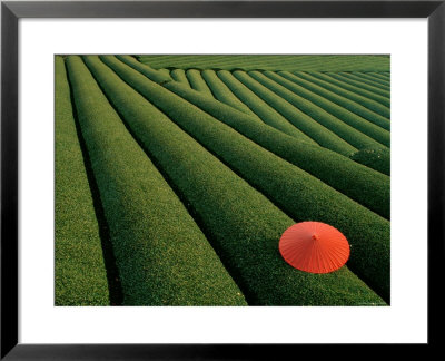 Tea Fields, Fuji, Honshu, Japan by Steve Vidler Pricing Limited Edition Print image