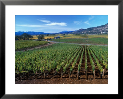 Vineyards Along The Silverado Trail, Miner Family Winery, Oakville, Napa Valley, California by Karen Muschenetz Pricing Limited Edition Print image
