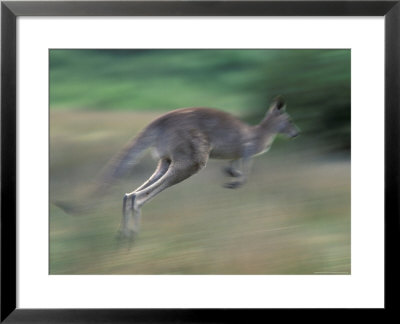 Eastern Grey Kangaroo, Wilsons Promontory National Park, Australia by Theo Allofs Pricing Limited Edition Print image