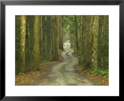 Road Through Rainforest, Lamington National Park, Gold Coast Hinterland, Queensland, Australia by David Wall Pricing Limited Edition Print image