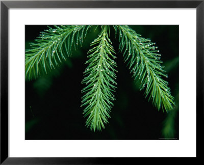Young Hemlock Needles With Raindrops, Olympic National Park, Usa by Nicholas Pavloff Pricing Limited Edition Print image