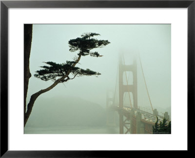Golden Gate Bridge In Morning Fog With Cypress Tree by Nicholas Pavloff Pricing Limited Edition Print image