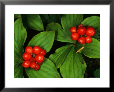 Bunchberry, Alaska by Michael S. Quinton Pricing Limited Edition Print image
