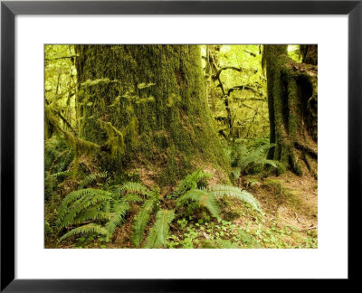 Closeup Of A Tree Trunk And Ferns In A Rainforest, Washington by Tim Laman Pricing Limited Edition Print image