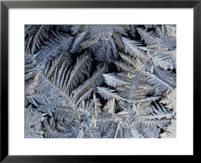 Close View Of Frost Crystals by Tim Laman Pricing Limited Edition Print image