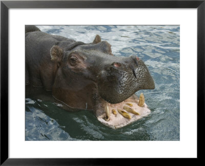 Hippopotamus Bares Its Teeth At The Sedgwick County Zoo, Kansas by Joel Sartore Pricing Limited Edition Print image