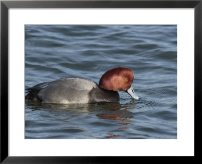 Redhead Duck Searching For Food On The Choptank River by George Grall Pricing Limited Edition Print image