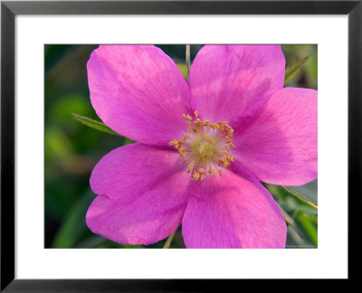 Soft Light On Nootka Rose, Alaska by Ralph Lee Hopkins Pricing Limited Edition Print image