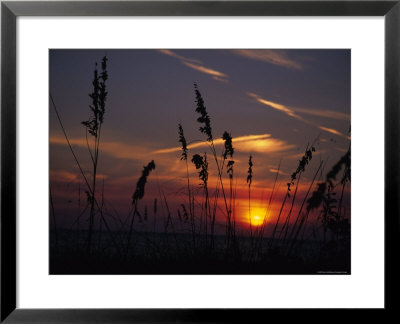 Sea Oats Blow In The Breeze As The Sun Sets Over The Gulf Of Mexico, Holmes Beach, Florida by Stacy Gold Pricing Limited Edition Print image
