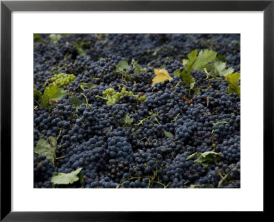 Wine Grapes Wait For Pressing In The Village Of Aspiran, France by Bill Hatcher Pricing Limited Edition Print image